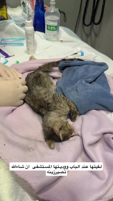 القبندى⭐️