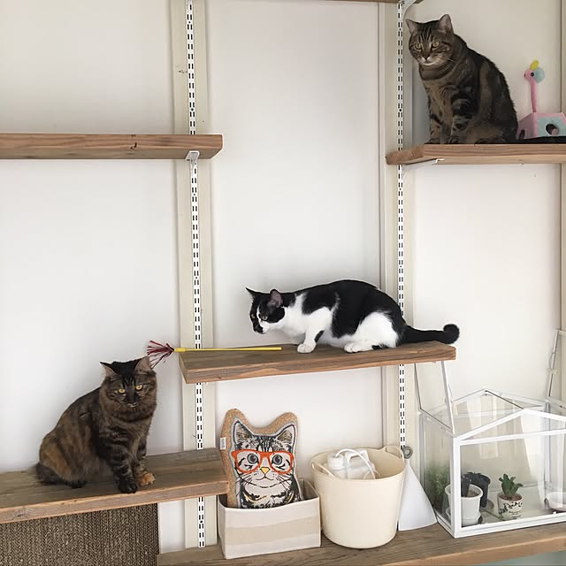 mikomaruさんの実例写真