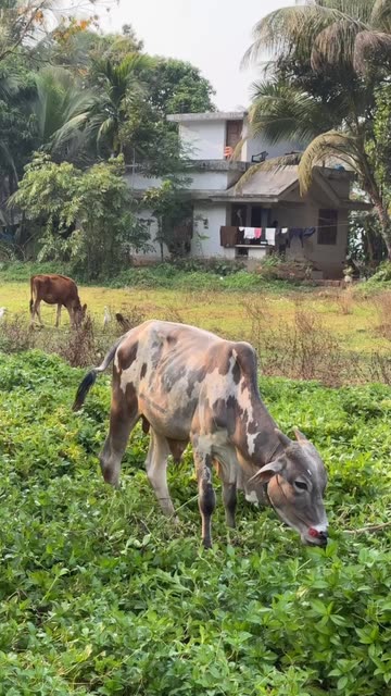 فيحان ابن الصحراء ف الهند