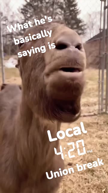 The PLentation 🍉🍅🥒🥦🫑🌶🥕