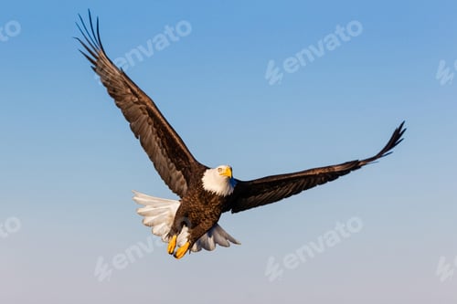 Preview: eagle, bald, us