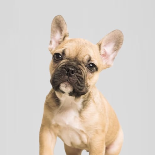 Schattige bruine Franse Bulldog pup met grote ogen, zittend op een effen grijze achtergrond.