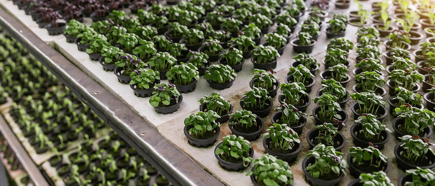 best-crops-and-plants-to-grow-on-vertical-farming