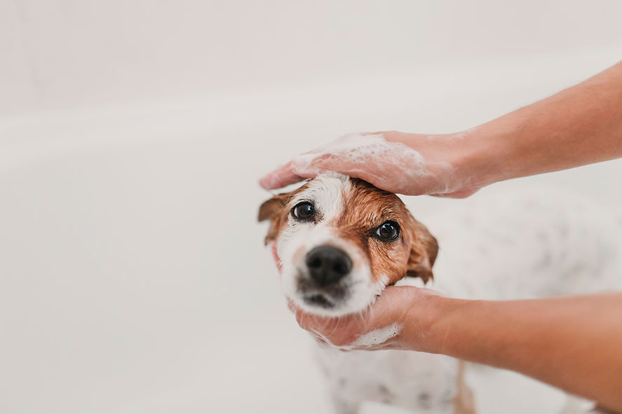 cute lovely small dog wet in bathtub. Young woman owner getting her dog clean at home. whi
