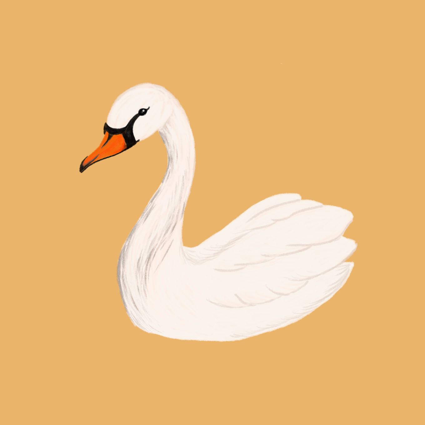 Studio Lato - TVP Bydgoszcz