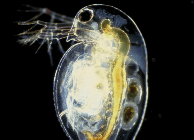 Plancton Exhibition - Musée du Léman