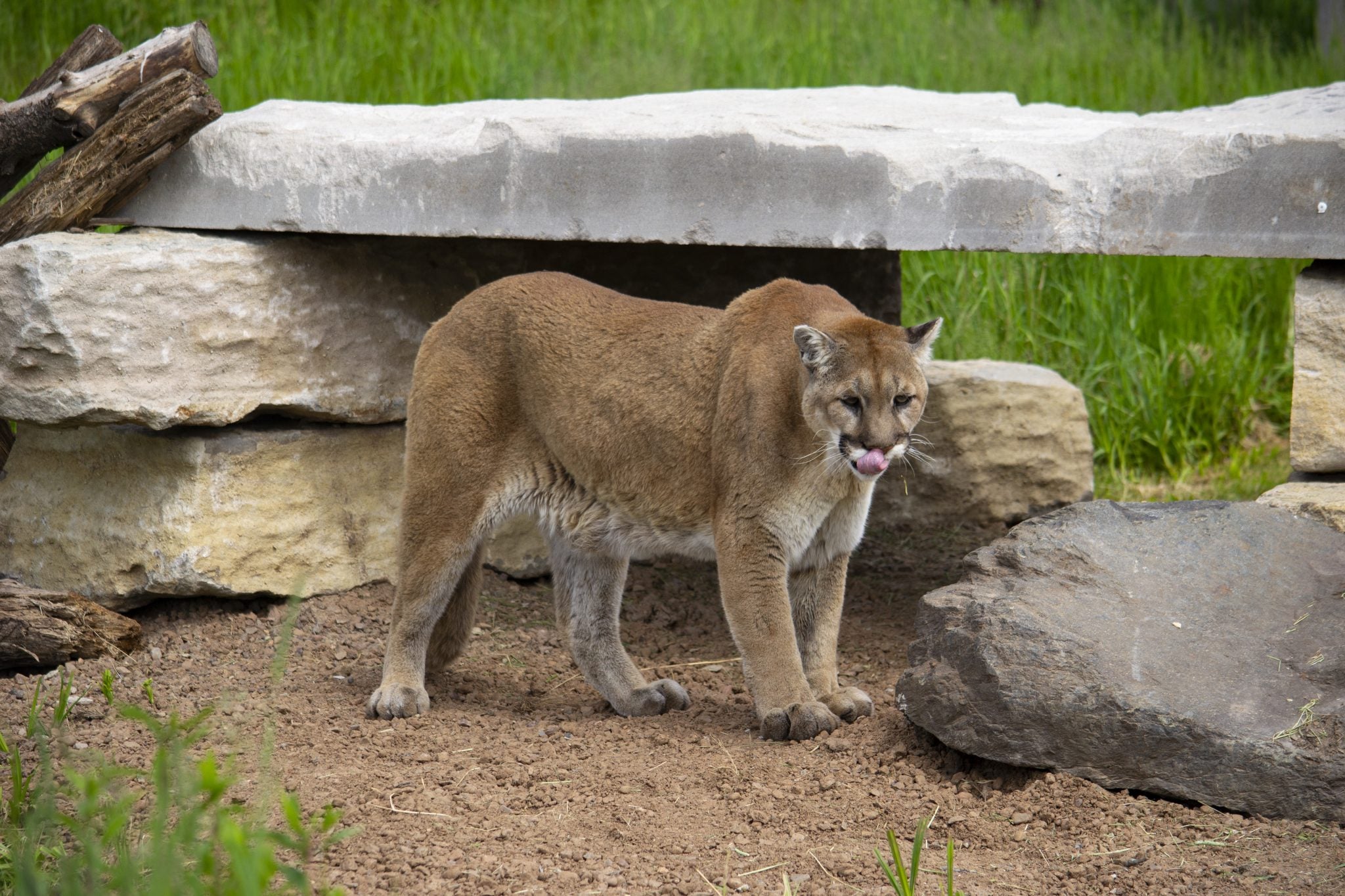 About The Wildcat Sanctuary, inspiring change to end the wildlife crisis