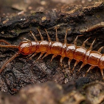 New centipede atlas provides insights into British species 