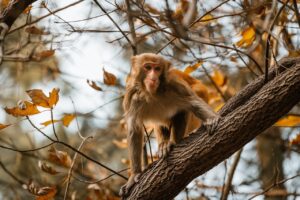 imagery and repetition are aspects of