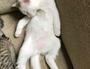 is 2k23 cross platform ps4 and ps5