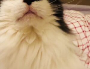 layered low maintenance hairstyles for 50 year old woman