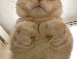 league of legends anti shield item