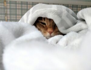 light tartaric acid peel for black heads