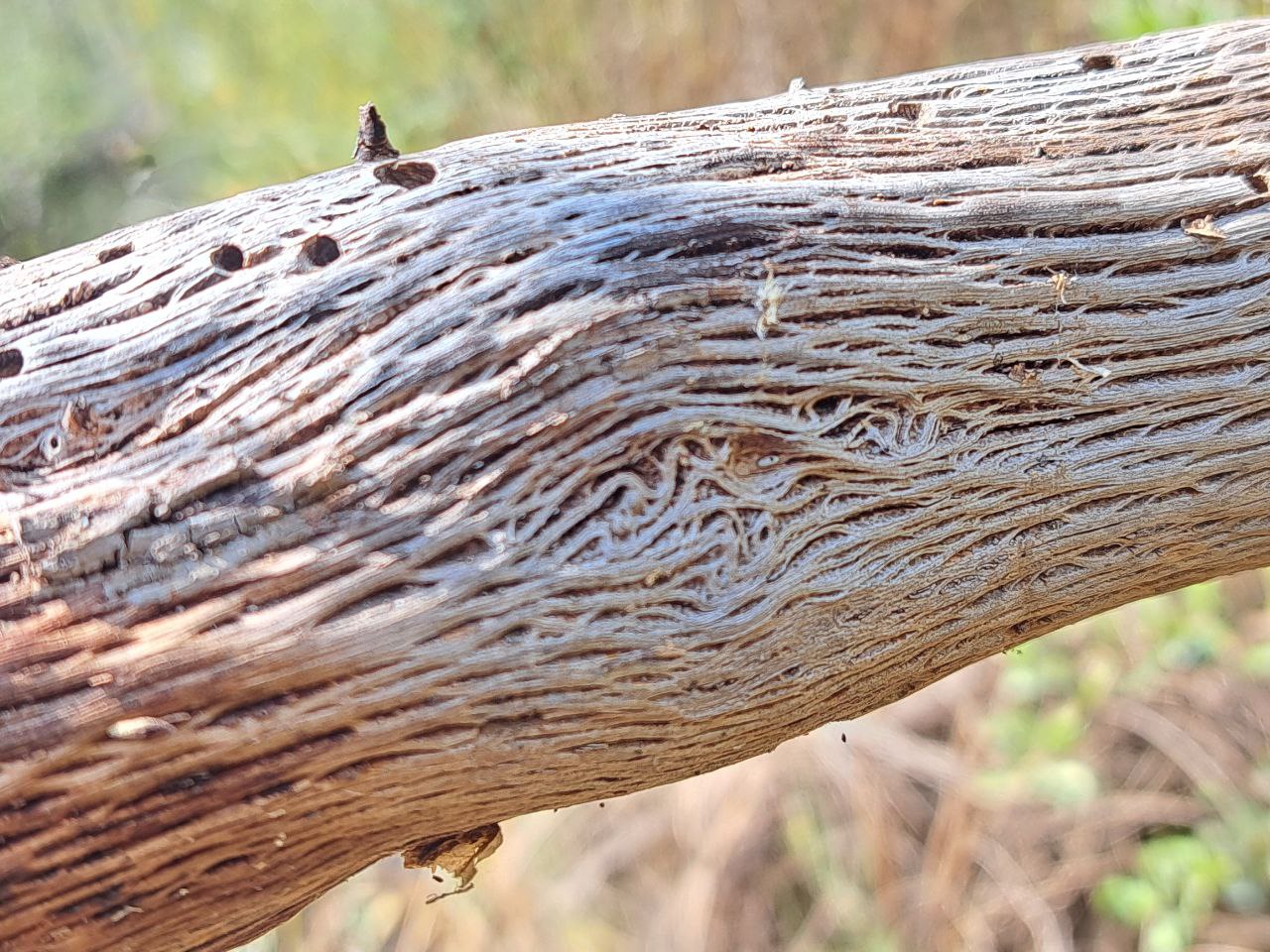 Hout heeft een verhaal